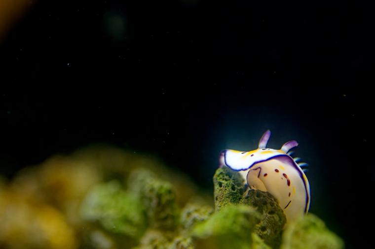 【2023年版】関西のおすすめ水族館13選！