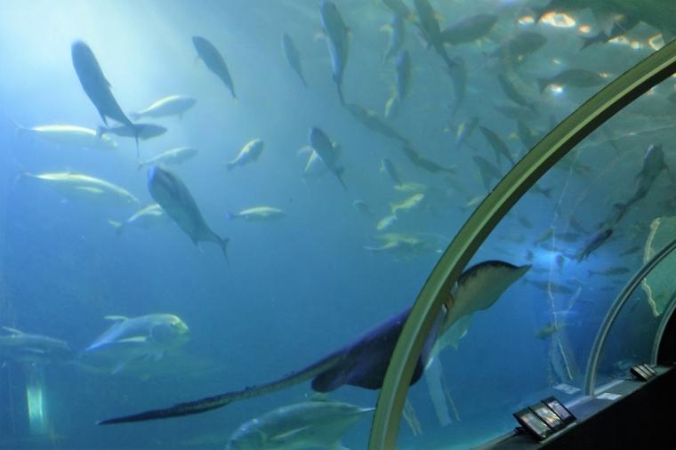 【2023年版】関西のおすすめ水族館13選！