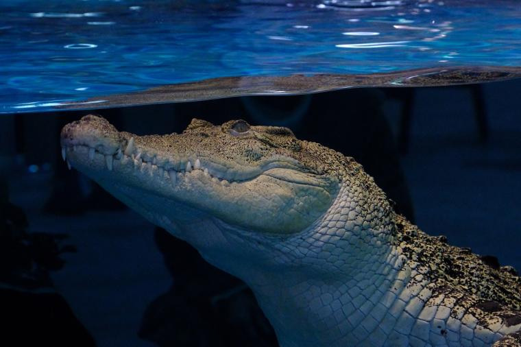 【2023年版】関西のおすすめ水族館13選！