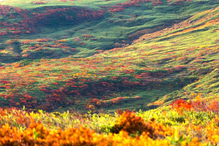 月山弥陀ヶ原湿原