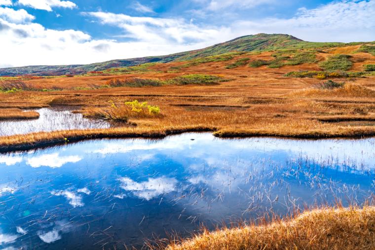 月山弥陀ヶ原湿原