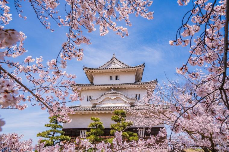 丸亀城_桜