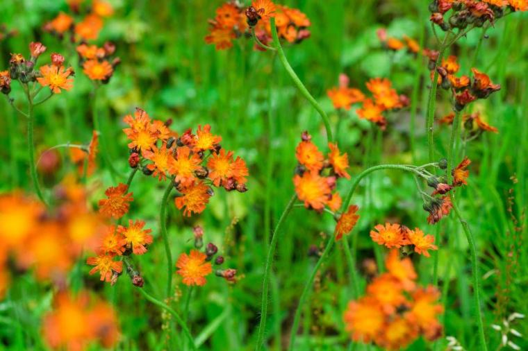 大パノラマの絶景と、可憐な高山植物に癒やされる