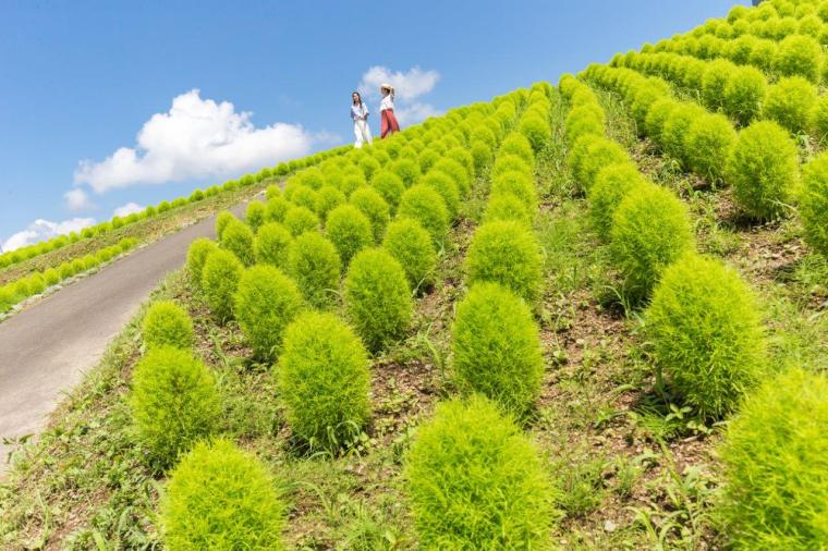 大パノラマの絶景と、可憐な高山植物に癒やされる