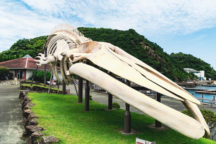 太地町立くじらの博物館②