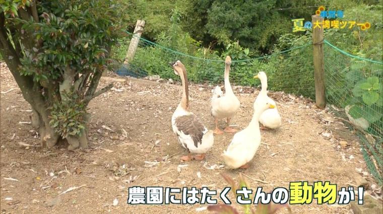 宮崎県串間市 夏の大満喫ツアー!!! 