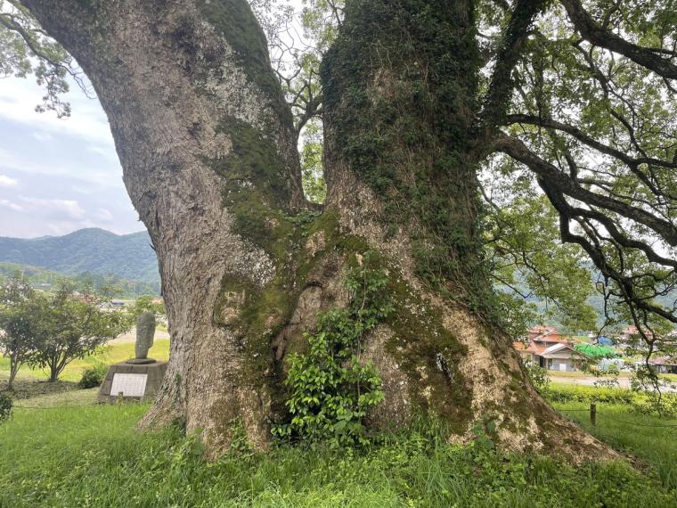 謎の看板に導かれて…「島根で一番大きな木」人生で一度は見るべきスポット勝手に認定！