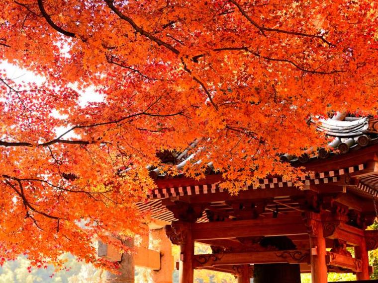 【2023最新】九州のおすすめ紅葉スポット30選