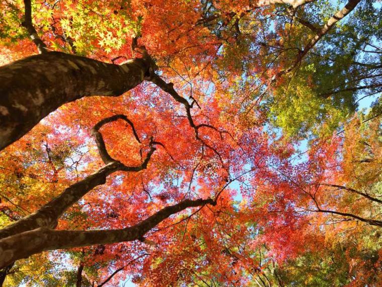 【2023最新】九州のおすすめ紅葉スポット30選