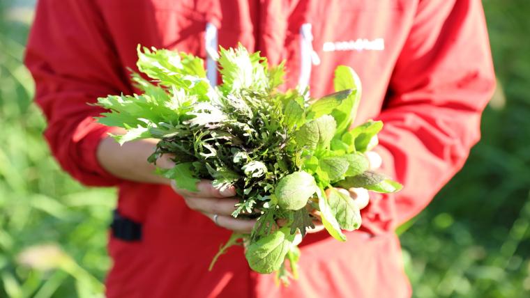 畑から直行！とれたて野菜がおいしい【自家農園のある宿・ホテル】15 選
