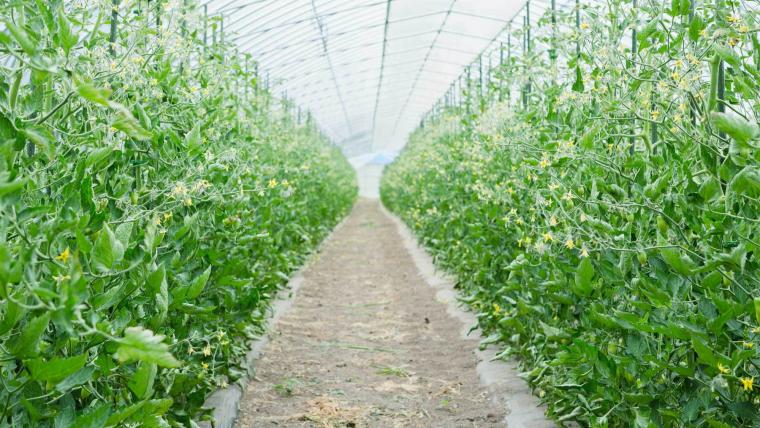 畑から直行！とれたて野菜がおいしい【自家農園のある宿・ホテル】15 選