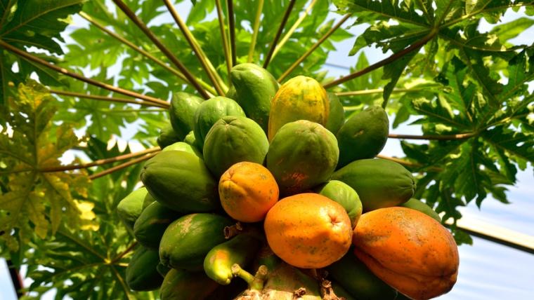 畑から直行！とれたて野菜がおいしい【自家農園のある宿・ホテル】15 選