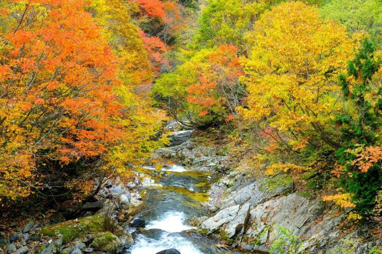 照葉峡 紅葉