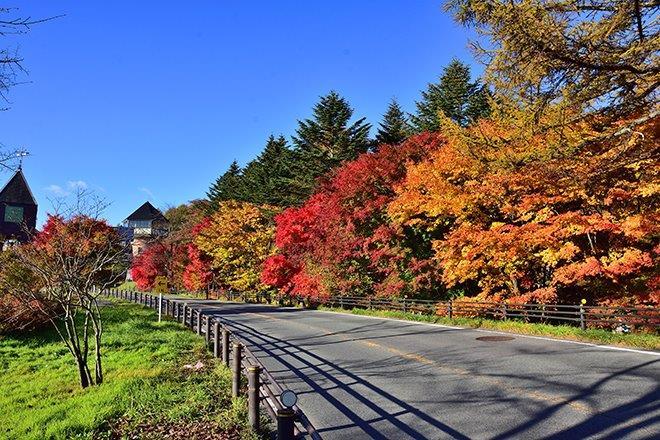 運動茶屋公園 紅葉