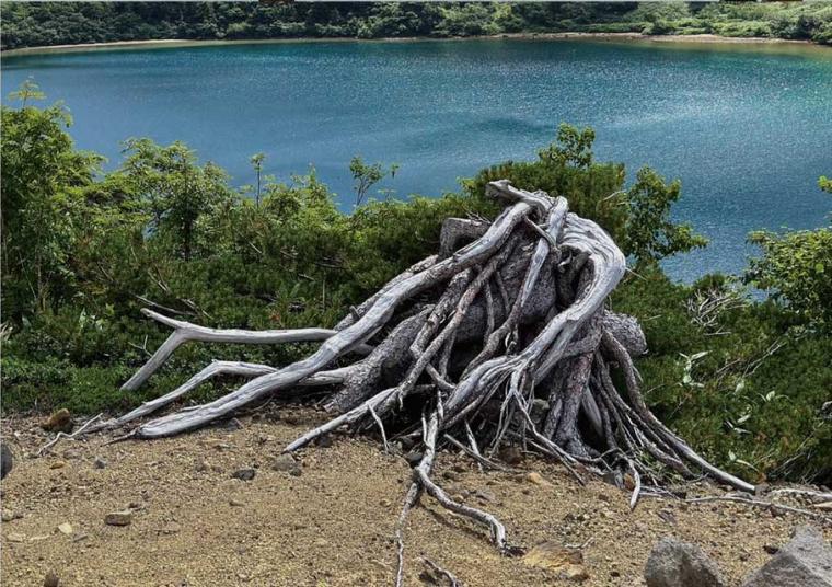 福島市内10カ所で盆栽の魅力を堪能「BONSAIジャック・プロジェクト」