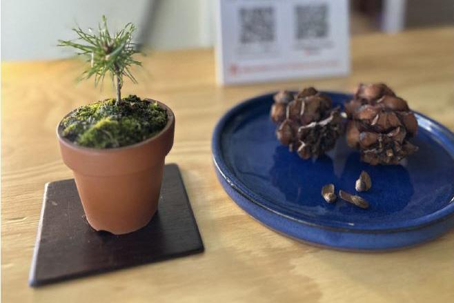 福島市内10カ所で盆栽の魅力を堪能「BONSAIジャック・プロジェクト」