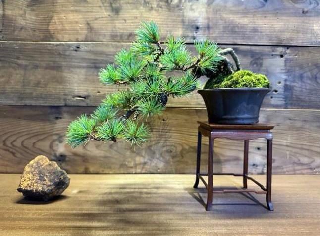 福島市内10カ所で盆栽の魅力を堪能「BONSAIジャック・プロジェクト」