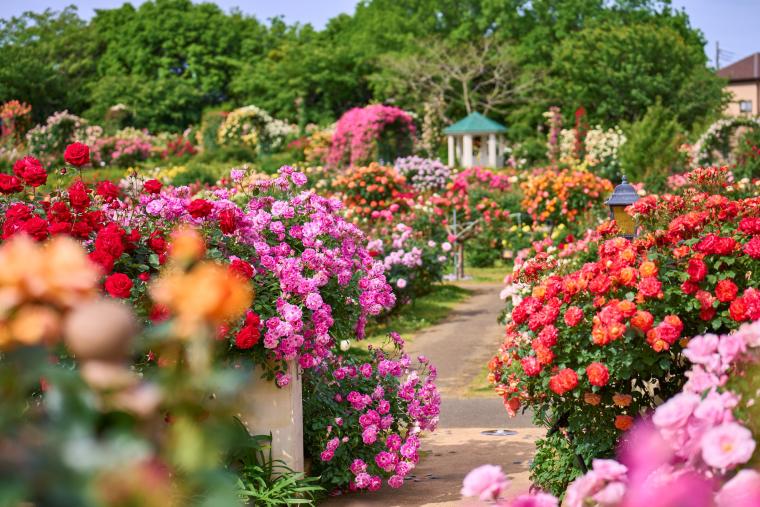 ローズガーデンに咲き誇るバラ