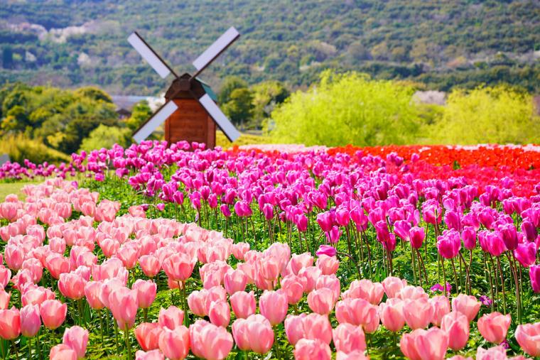 淡路島国営明石海峡公園