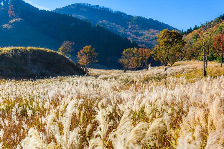 砥峰高原　ススキ