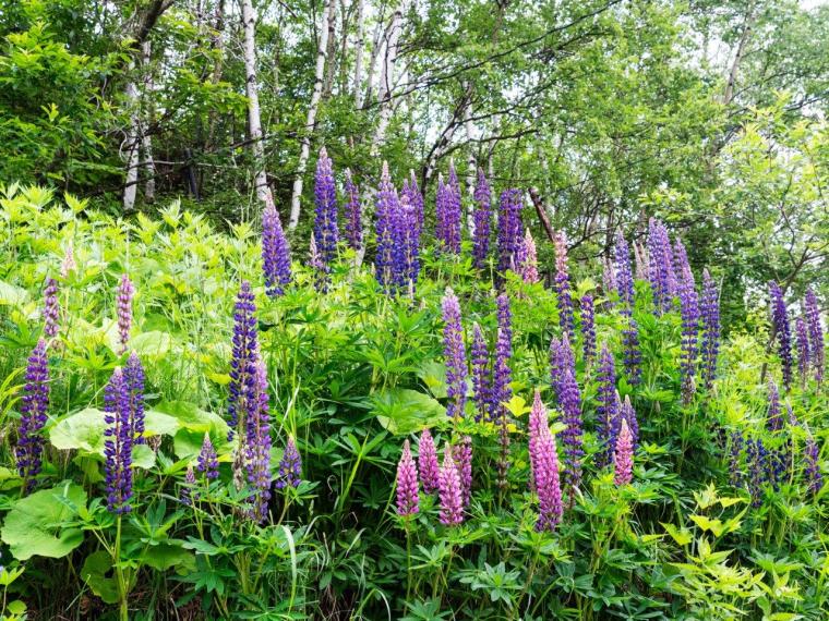 【長野県】ユネスコエコパーク「志賀高原」の地域で守り続けてきたサステナブル魅力