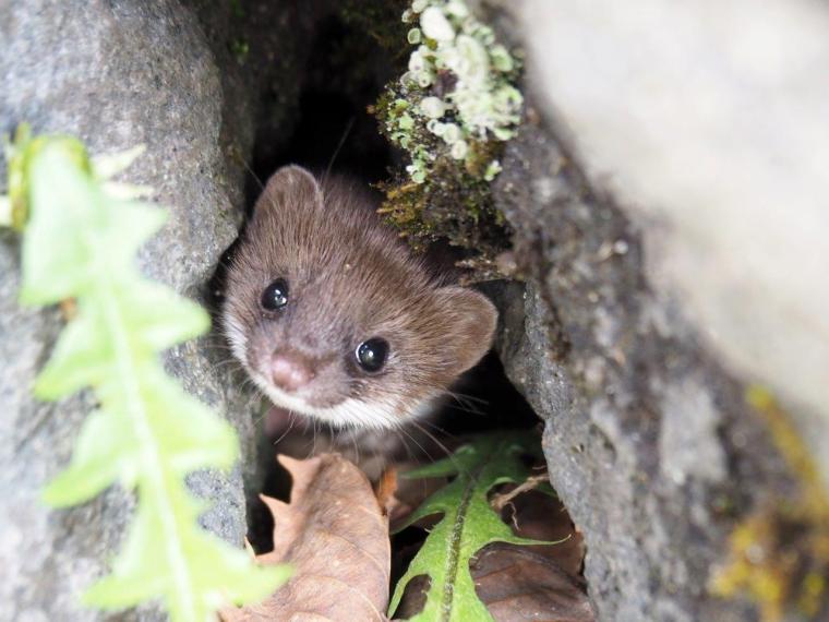 【長野県】ユネスコエコパーク「志賀高原」の地域で守り続けてきたサステナブル魅力