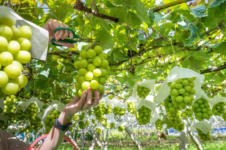 フルーツパーク富士屋ホテル