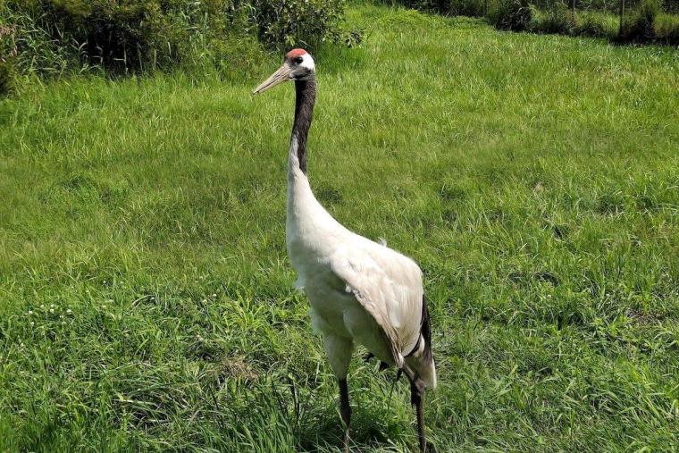 釧路市丹頂鶴自然公園