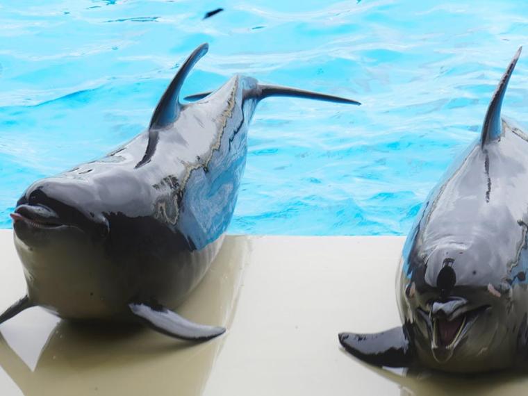 マリンワールド海の中道