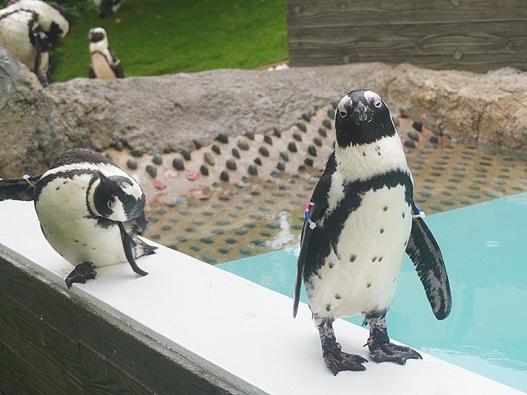 マリンワールド海の中道