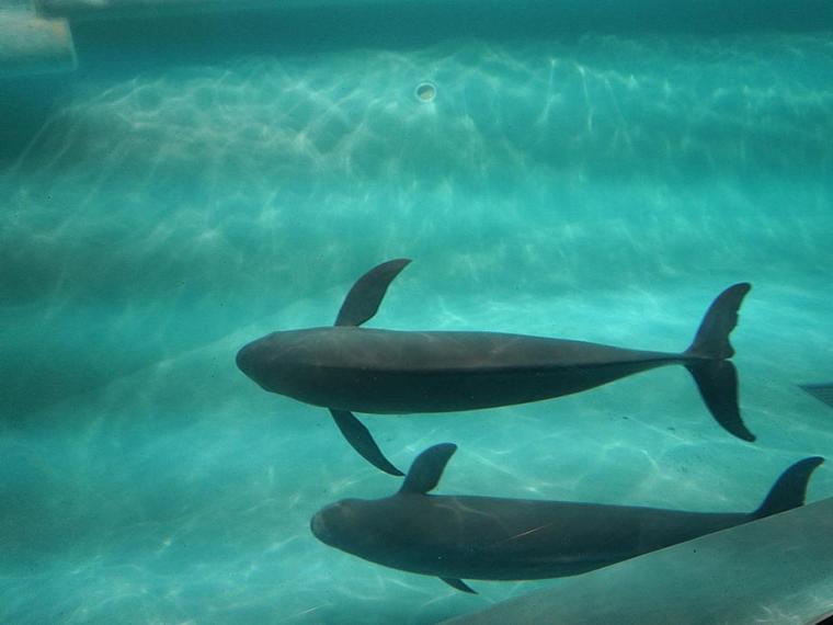 マリンワールド海の中道