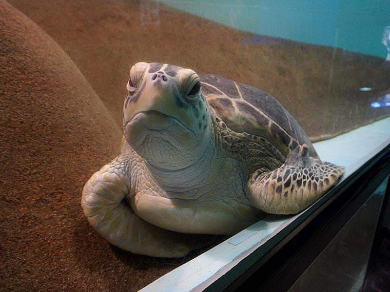 マリンワールド海の中道