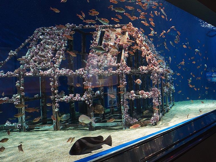 マリンワールド海の中道