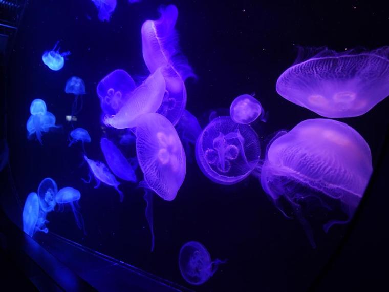 マリンワールド海の中道