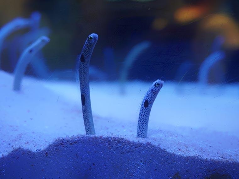 マリンワールド海の中道