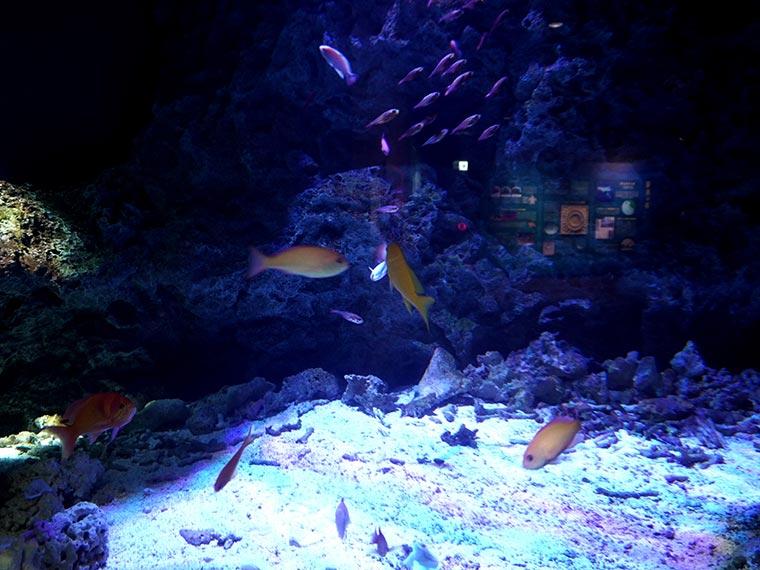 マリンワールド海の中道