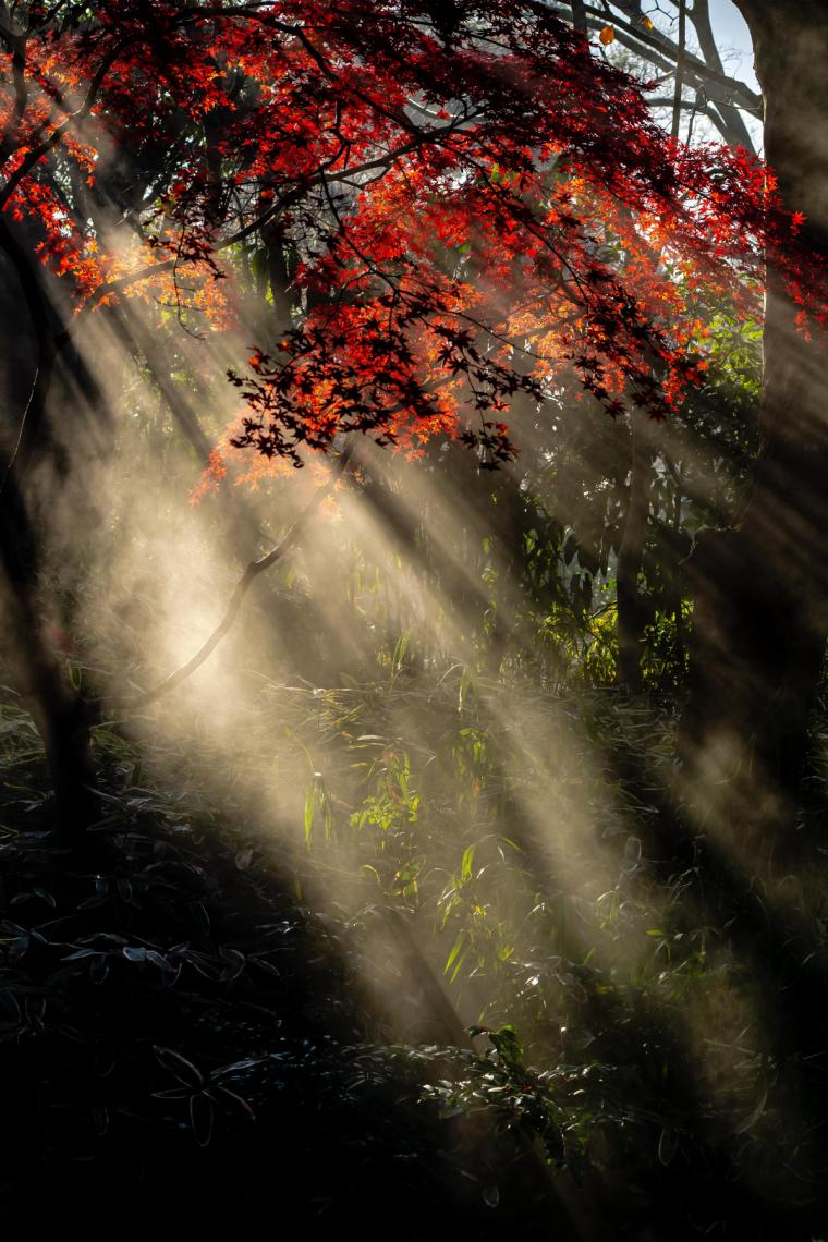 金鱗湖周辺の紅葉