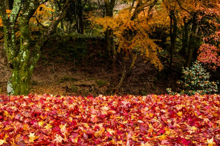 両子寺の落葉