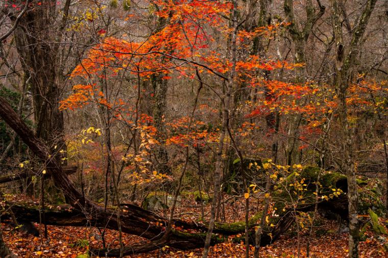 久住連山の紅葉