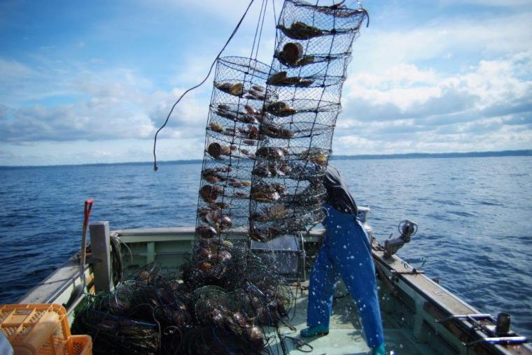 波の穏やかな陸奥湾が育む肉厚＆ぷりぷりの「ホタテ」