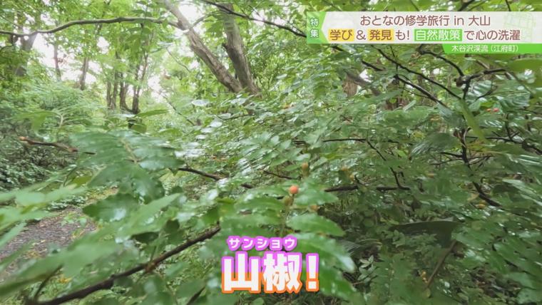 緑の苔に覆われた神秘的な渓流へ！ガイドツアーも楽しめる奥大山の木谷沢渓流