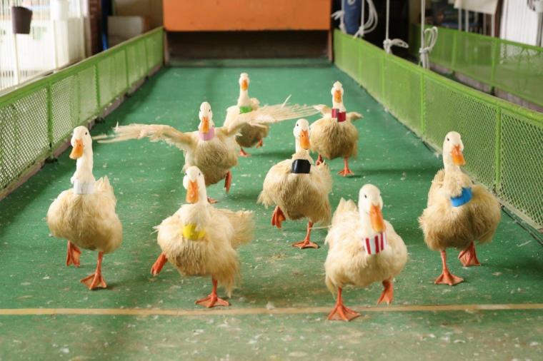 別府ラクテンチ