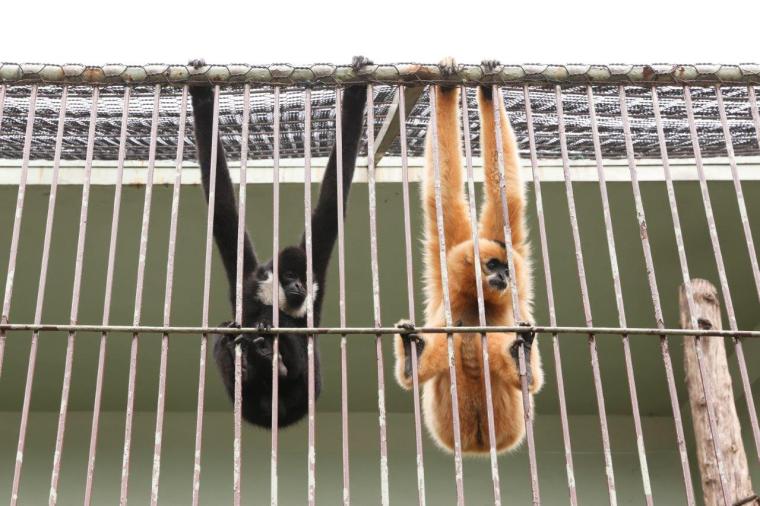 別府ラクテンチ