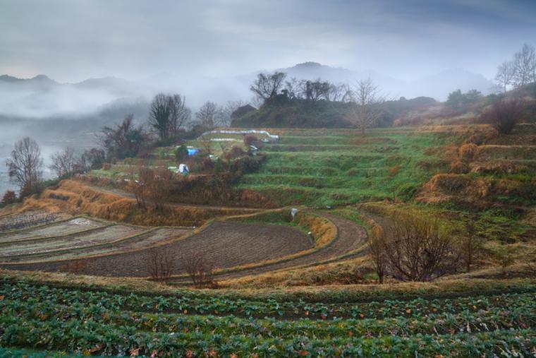 明日香村の棚田