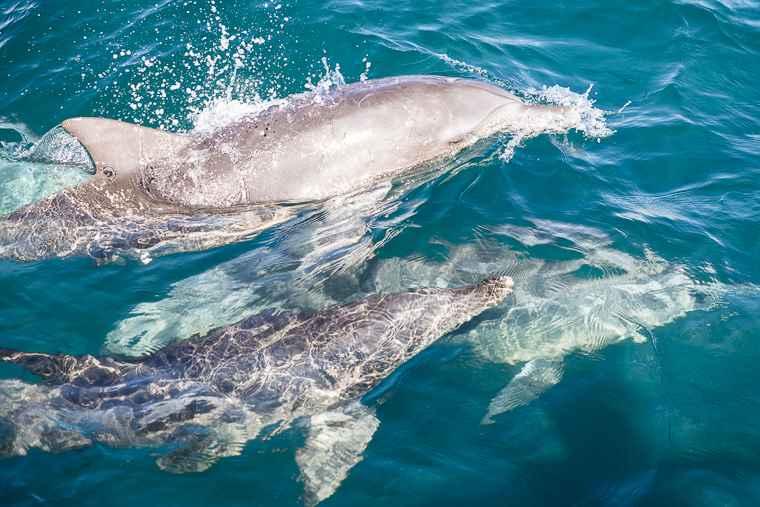 イルカウォッチング受付予約センター