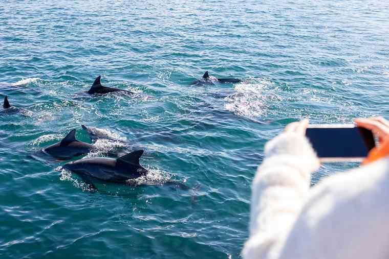 イルカウォッチング受付予約センター