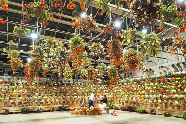 なばなの里イルミネーション