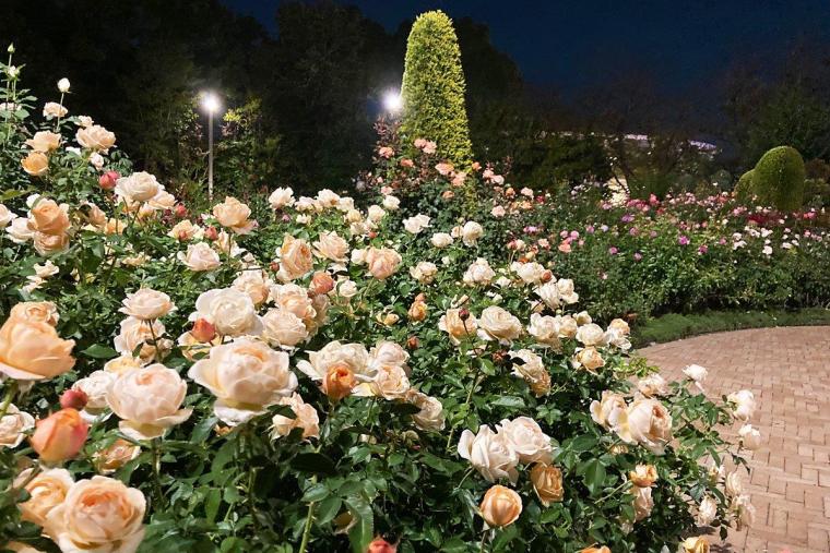 なばなの里イルミネーション