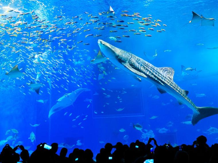 沖縄美ら海水族館