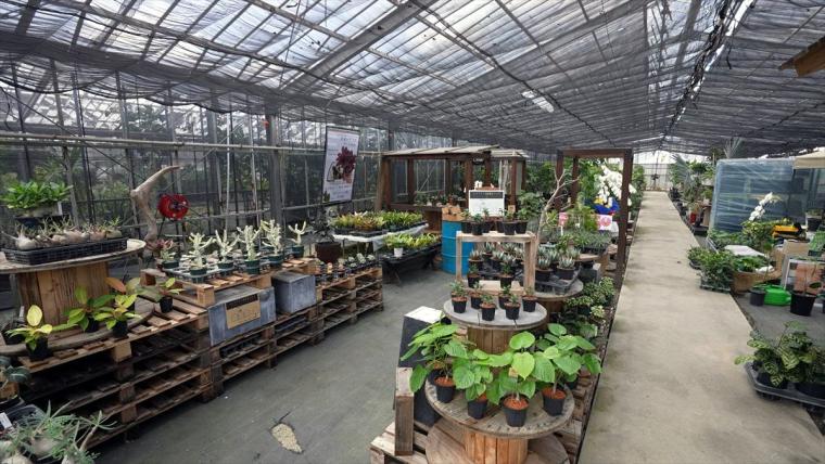 AoNoKi（アオノキ）